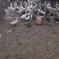 قو غاز اردک بومی و اردک لال فروش فوری بعلت حابجایی|حیوانات مزرعه|برخوار, |دیوار