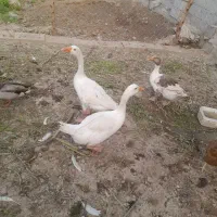 غاز ۴ عدد|حیوانات مزرعه|شوشتر, |دیوار