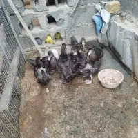 اردک خارجی|حیوانات مزرعه|گمیشان, |دیوار