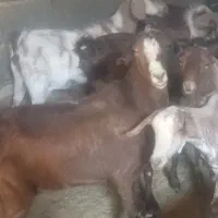 بزغاله خارجی