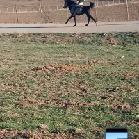 اسب کورد|اسب و تجهیزات اسبسواری|جوانرود, |دیوار