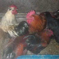 مرغ زنده خروس سیاه