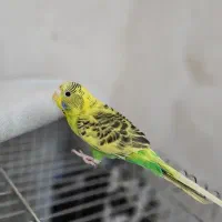 عروس هلندی ومرغ عشق