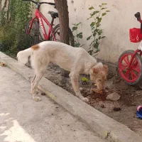 واگذاری سگ محلی