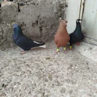 کبوتررنگی|پرنده|کوهین, |دیوار