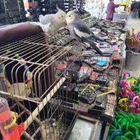 عروس هلندی نر و ماده دستی باقفس|پرنده|آستارا, |دیوار