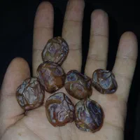 بچه نخل برحی|گل و گیاه طبیعی|چمران, |دیوار