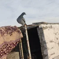 کبوتر دوبر نروماده جفت پلاکی