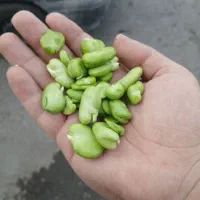 باقالی نخود ذرت|خوردنی و آشامیدنی|تهران, شهرک فرهنگیان|دیوار