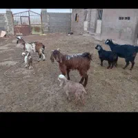 ۳راس بز جوان بزغاله دار