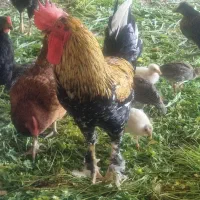 فروش یا معاوضه خروس