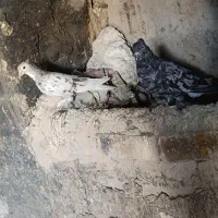 ۱جفت سرور شهری و جوجه۲۴۰۰