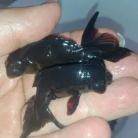 ماهی گلدفیش بلک مور