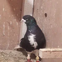 شهری معاوضه|پرنده|مرودشت, ثبت احوال|دیوار