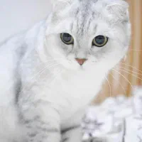 گربه خانگی بریتیش