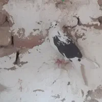 کفتر رنگی و پلاکی|پرنده|فردیس, فردیس|دیوار