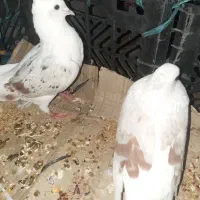 کفتر سرحال