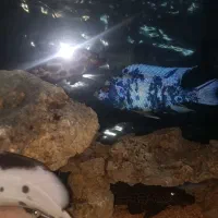 ماهی سیچلاید