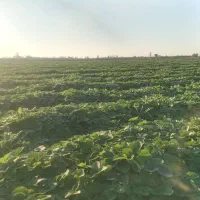 توت فرنگی سابرینا