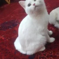 درود،فروش گربه خانگی، سالم قبمت توافقی|گربه|بروجن, |دیوار