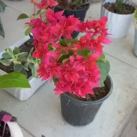 حسن یوسف زیبا|گل و گیاه طبیعی|فولادشهر, C3|دیوار