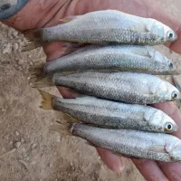 سلام علیکم|ماهی|خرمشهر, |دیوار