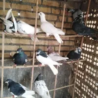 کفتر صید پرشی|پرنده|مشهد, کوشش|دیوار