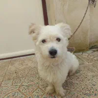 فروش سگ شیتزو فوری فوری|سگ|پرند, فاز ۴|دیوار