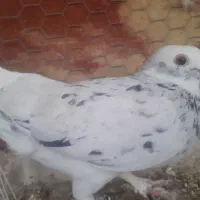 نر دورگ شازده سرور|پرنده|مبارکه, |دیوار