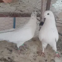 کبوتر سفید کاشونی|پرنده|سامان, |دیوار