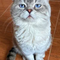 پیشی های ناز|گربه|رشت, شهرک قدس|دیوار