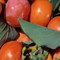خرمالوی شیک و مجلسی|خوردنی و آشامیدنی|ری, شهید بهشتی|دیوار