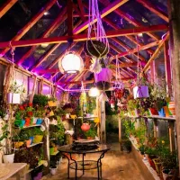 گلهای زیبا آپارتمانی وغیر آپارتمانی