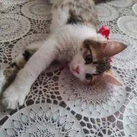 گربه DLH|گربه|اردبیل, |دیوار