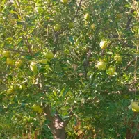سیب درختی|گل و گیاه طبیعی|شیروان (خراسان), |دیوار