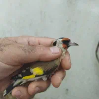 سهره|پرنده|شیراز, شریفآباد|دیوار