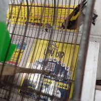 سهره نر|پرنده|ری, سرتخت|دیوار