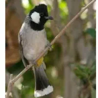 پرنده گوشی سفید|پرنده|بهبهان, |دیوار