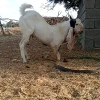 نربز گلابی اصل درجه یک پرشور|حیوانات مزرعه|جیرفت, |دیوار