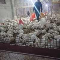 مرغ گوشتی زنده