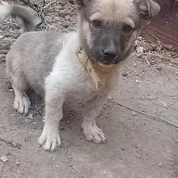 سگ بوبی|سگ|سراب, |دیوار