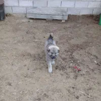 توله سگ سرابی اصیل