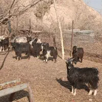 فروش بز و بزغاله محلی و دو رگ