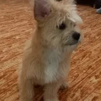 یک قلاده توله سگ تریر برای واگذاری