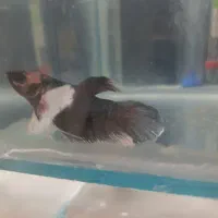 فایتر|ماهی|اهواز, معین زاده|دیوار