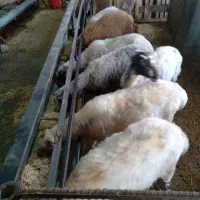 فروش میش بره دار وابستن