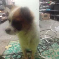 توله ای(تربیت شده تمیزوباهوش وحرف گوش کن))