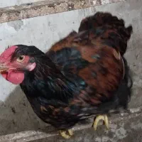 مرغ و خروس ویاندوت