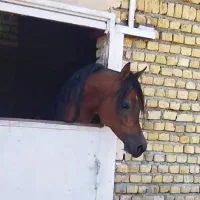 سیلمی پومااکسین