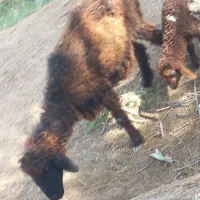گوسفند مطفل با بره نر